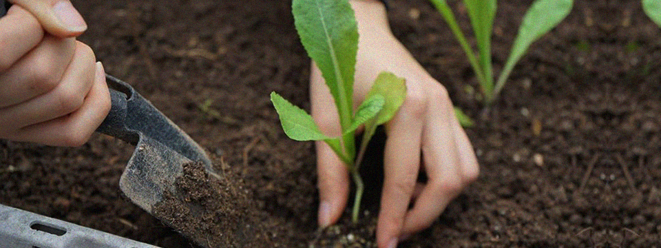 Organic Farming Workshop – Permaculture in Practice