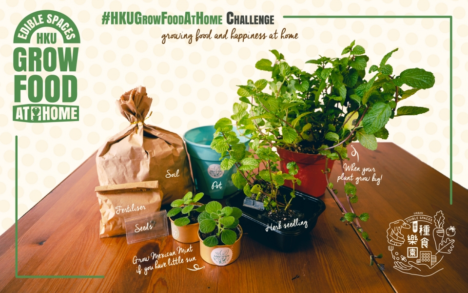 #HKUGrowFoodAtHome Challenge