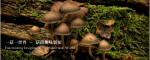 Fascinating Insights in the Mushroom World (Plus Field Trip)