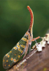 The Insect World