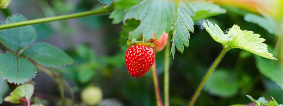 Organic Urban Farming: A Farm-to-Table Experience