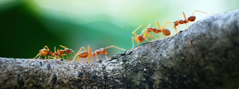 Hong Kong True Biodiversity – The Arthropod World Revealed 