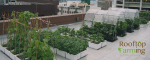 HKU Rooftop Farm: Monthly Community Day & Outreach Exchange