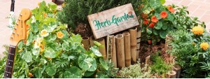 Wednesday Chill@HKU Herb Garden