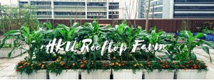 HKU Rooftop Farm - Monthly Community Day